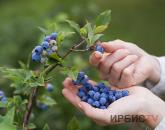 Ягоды и грибы призывают не собирать в ближайший две недели в Баянаульском районе